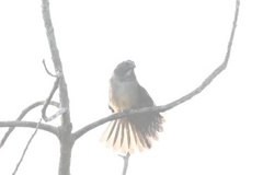 Saltator coerulescens