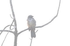 Saltator coerulescens