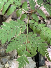 Botrypus virginianus