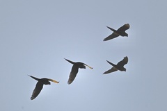 Orthopsittaca manilatus