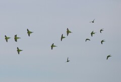 Melopsittacus undulatus