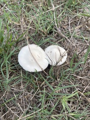 Agaricaceae