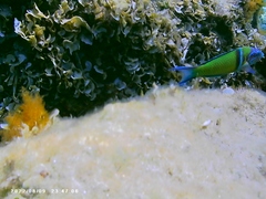 Thalassoma pavo