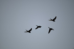 Orthopsittaca manilatus