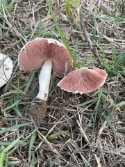 Agaricaceae