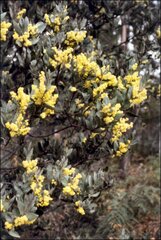Acacia pataczekii