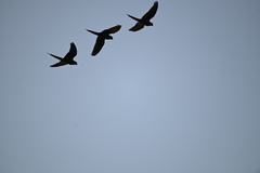 Orthopsittaca manilatus