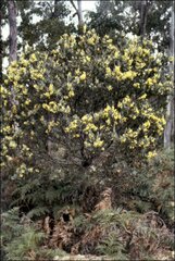 Acacia pataczekii