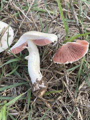 Agaricaceae