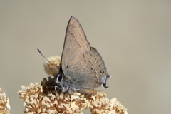 Satyrium saepium