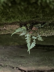 Asplenium pinnatifidum