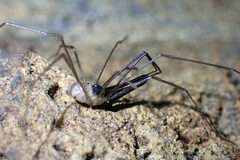 Taracus fluvipileus
