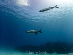 Megalops atlanticus