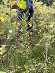 Platanthera ciliaris