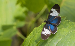 Heliconius sara
