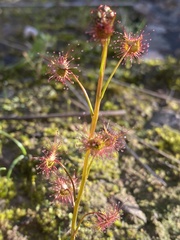 Drosera auriculata