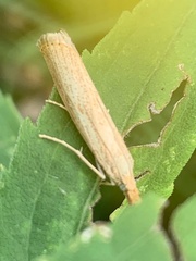 Agriphila vulgivagellus