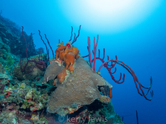 Montastraea cavernosa