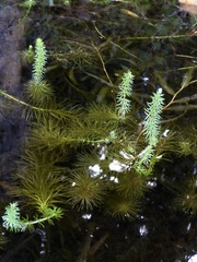 Hippuris vulgaris