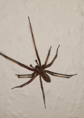 Eratigena atrica