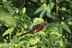 Ramphocelus carbo