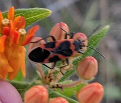 Lygaeus kalmii