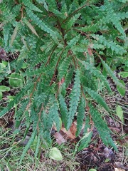 Comptonia peregrina