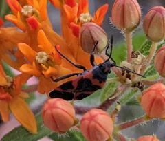 Lygaeus kalmii