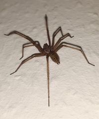 Eratigena atrica