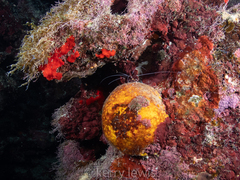 Cinachyrella