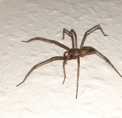 Eratigena atrica