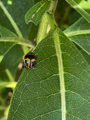 Labidomera clivicollis