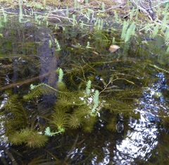Hippuris vulgaris