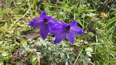 Delphinium caeruleum
