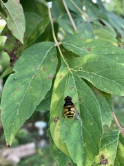 Eristalis transversa