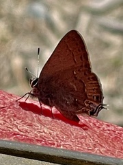 Satyrium saepium