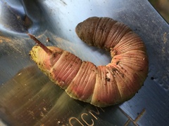Ceratomia undulosa