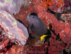 Microspathodon chrysurus