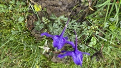 Delphinium caeruleum