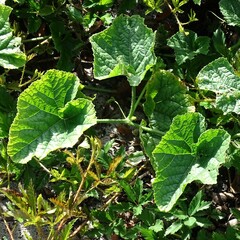 Cucumis melo