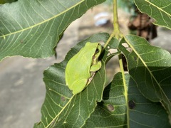 Hyla japonica