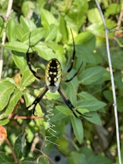 Argiope aurantia