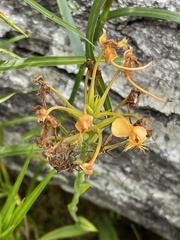 Platanthera ciliaris
