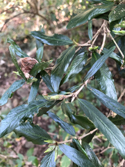 Atractocarpus chartaceus