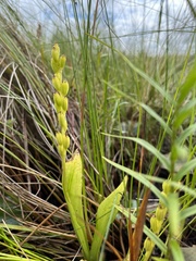 Liparis loeselii