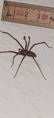 Eratigena atrica