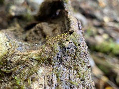 Physarum viride