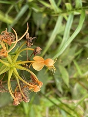 Platanthera ciliaris