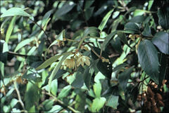 Atherosperma moschatum