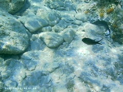 Chromis chromis